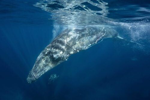 Small underwater wonders win big in ocean photography awards